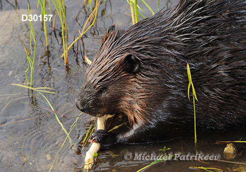 North American Beaver (Castor canadensis)